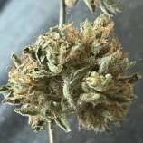 Katsu Seeds Double Dose Diesel