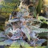 Kickflip Genetics Limone Bellissimo