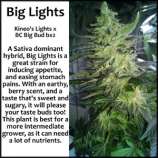 Kineos Genetics Big Lights