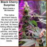 Kineos Genetics Black Cherry Surprise