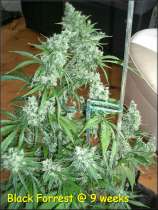 Kingdom Organic Seeds Dark Forrest