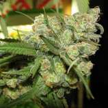 Kingdom Organic Seeds Shish99