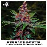 Kre8 Genetics Pebbles Punch