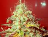 Kush Cannabis Seeds Critical Kush