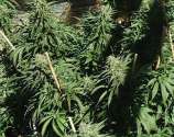 Kush Cannabis Seeds Sour Kush