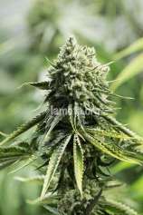 LaMota Seeds Lemon Critical 2.0 Autoflowering