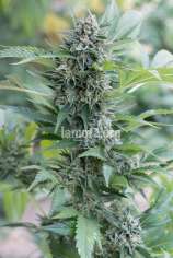 LaMota Seeds Original Herer