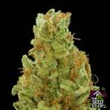 Lady Sativa Genetics Exodus Orange Fuel