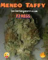 Leafeater Genetics Mendo Taffy