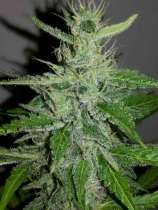 Linda Seeds Auto Mazar