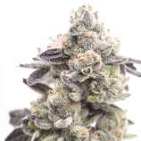 Linda Seeds Girl Scout Cookies