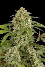 Linda Seeds White Widow