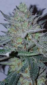 Lineage Genetics Blue Fire