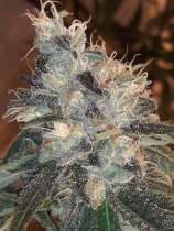 Lineage Genetics Candy Glue