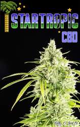 Lucky 13 Seed Company StarTropic CBD