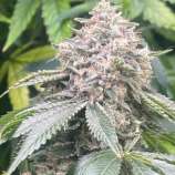 MOG Seeds Rainbow Skunk