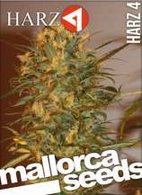 Mallorca Seeds Harz 4