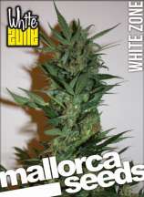 Mallorca Seeds White Zone