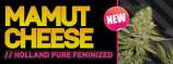 Mamut Seeds Mamut Cheese