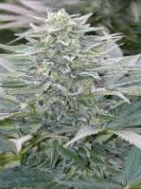 Mandala Seeds Hashberry