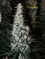 Mandala Seeds Orisha