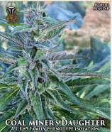 Mandalorian Genetics Coal Miner’s Daughter