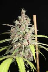 MassMedicalStrains Brain Surfing