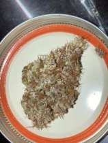 MassMedicalStrains Cambodian Putang