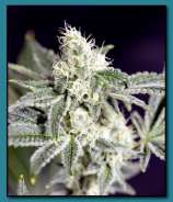 Matanuska Thunder Seeds Berry Breath 2.0