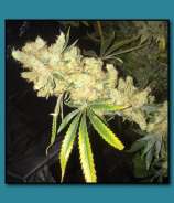 Matanuska Thunder Seeds Grateful Grapefruit Skunk