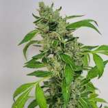 Matchmaker Genetics Skunkdog BX2