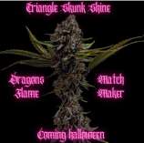 Matchmaker Genetics Triangle Skunk Shine