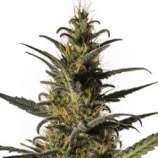 Medical Marijuana Genetics Candida