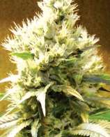 Medicann Seeds Afghani