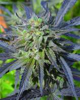 Medicann Seeds Blue Blood CBD