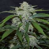 Mephisto Genetics Fugue State