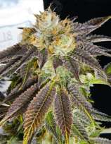 Midnight Roots Genetics Agent 18