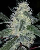 Motherland Genetics Durban Poison