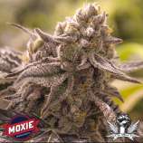 Moxie 710 Lucky No Sleven