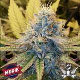 Moxie 710 Viper City OG