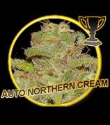 Mr. Hide Seeds Auto Northern Cream