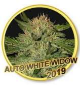 Mr. Hide Seeds Auto White Widow