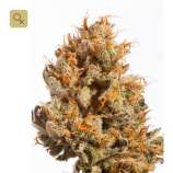 Mr. Natural Seeds Pure Amnesia