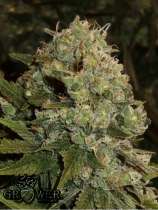 Mudro Seeds Ganesh