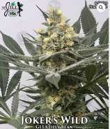 MzJill Genetics Joker’s Wild