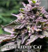 Nasha Genetics Fat Freddy Cat