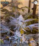 Nasha Genetics G 41