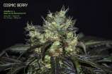 Natural Genetics Seeds Cosmic Berry