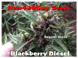 New420Guy Seeds Blackberry Diesel