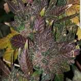 New420Guy Seeds Fruity Rhino